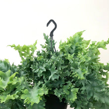 Load image into Gallery viewer, Phlebodium aureum Davana - Blue Star Fern, 17cm