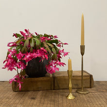 Load image into Gallery viewer, Schlumbergera - Christmas Cactus, 9cm Pot