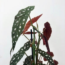 Load image into Gallery viewer, Begonia Maculata - Polka Dot Begonia, 14cm Pot