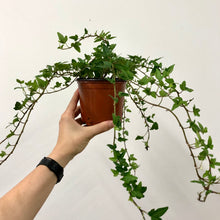 Load image into Gallery viewer, Hedera helix - Ivy, 9cm Pot