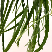 Load image into Gallery viewer, Lepismium Bolivianum, 14cm Pot