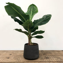 Load image into Gallery viewer, Stratton Tapered Concrete Pot - Carbon