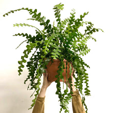 Load image into Gallery viewer, Epiphyllum Angulier - Fishbone Cactus, 21cm