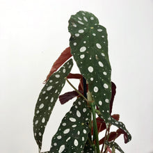 Load image into Gallery viewer, Begonia Maculata - Polka Dot Begonia, 14cm Pot