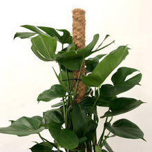 Load image into Gallery viewer, Monstera Deliciosa - Swiss Cheese Plant, 27cm Pot