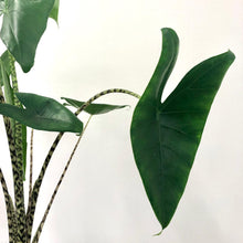 Load image into Gallery viewer, Alocasia Zebrina, 19cm Pot