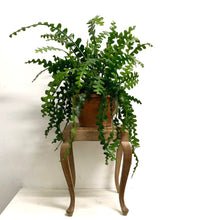 Load image into Gallery viewer, Epiphyllum Angulier - Fishbone Cactus, 21cm