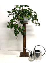Load image into Gallery viewer, Cissus rhombifolia - Ellen Danica, 17cm Pot