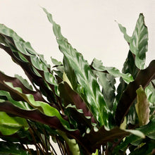 Load image into Gallery viewer, Calathea Rufibarba - Velvet Calathea, 19cm Pot