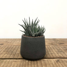 Load image into Gallery viewer, Stratton Tapered Concrete Pot - Carbon