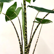 Load image into Gallery viewer, Alocasia Zebrina, 19cm Pot