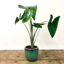 Load image into Gallery viewer, Alocasia Zebrina, 19cm Pot