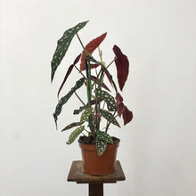 Load image into Gallery viewer, Begonia Maculata - Polka Dot Begonia, 14cm Pot