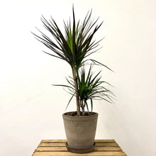 Load image into Gallery viewer, Bergs Helena Pot - Grey