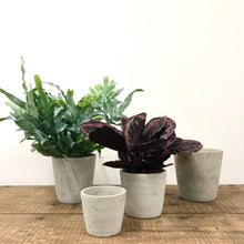 Load image into Gallery viewer, Concrete Pots
