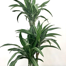 Load image into Gallery viewer, Dracaena Warneckei - Dragon Tree, 21cm Pot