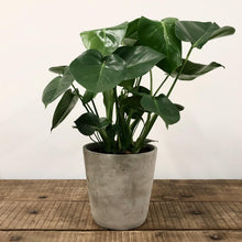 Load image into Gallery viewer, Concrete Pots