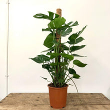Load image into Gallery viewer, Monstera Deliciosa - Swiss Cheese Plant, 27cm Pot