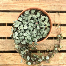 Load image into Gallery viewer, Ceropegia Woodii - String of Hearts, 14cm Pot