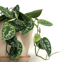 Load image into Gallery viewer, Scindapsus pictus argyraeus- Silver Satin Pothos, 15cm Pot