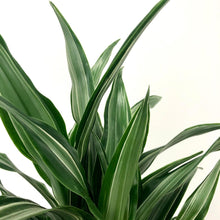 Load image into Gallery viewer, Dracaena Warneckei - Dragon Tree, 21cm Pot