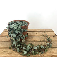 Load image into Gallery viewer, Ceropegia Woodii - String of Hearts, 14cm Pot
