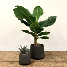 Load image into Gallery viewer, Stratton Tapered Concrete Pot - Carbon
