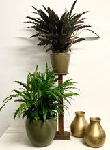 Load image into Gallery viewer, Calathea Rufibarba - Velvet Calathea, 19cm Pot