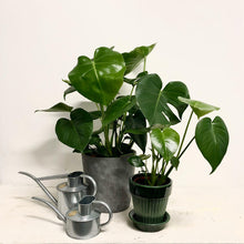 Load image into Gallery viewer, Bergs Simona Pot - Glazed Green