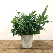 Load image into Gallery viewer, Concrete Pots