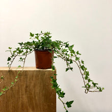 Load image into Gallery viewer, Hedera helix - Ivy, 9cm Pot
