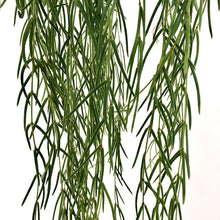Load image into Gallery viewer, Hoya linearis, 14cm Hanging Pot