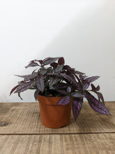 Load image into Gallery viewer, Strobilanthes Dyerianus - Persian Shield, 13cm Pot