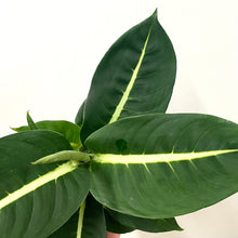 Load image into Gallery viewer, Dieffenbachia Green Magic, 12cm Pot
