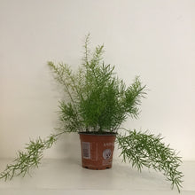 Load image into Gallery viewer, Asparagus Sprengeri - Asparagus Fern, 12cm Pot