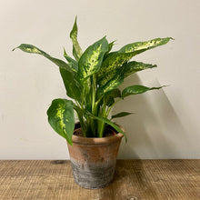 Load image into Gallery viewer, Dieffenbachia compacta, 12cm Pot
