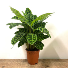 Load image into Gallery viewer, Calathea Zebrina, 17cm pot
