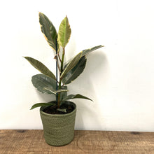 Load image into Gallery viewer, Ficus Tineke - Variegated Rubber Plant, 17cm Pot
