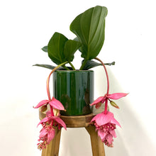 Load image into Gallery viewer, Medinilla, 14cm Pot