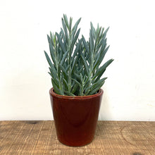 Load image into Gallery viewer, Curio Mount Everest, 17cm Pot