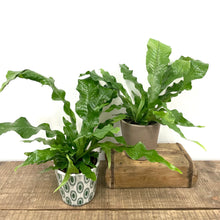 Load image into Gallery viewer, Microsorum Crocodyllus - Crocodile Fern, 12cm Pot