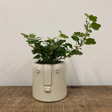 Load image into Gallery viewer, Hedera helix - Ivy, 9cm Pot