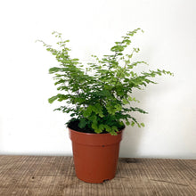 Load image into Gallery viewer, Adiantum raddianum - Maidenhair Fern, 12cm Pot
