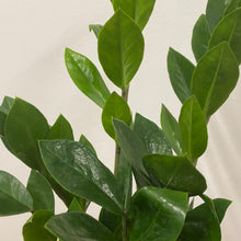 Load image into Gallery viewer, ZZ plant - Zamioculcas Zamiifolia, 12cm  Pot