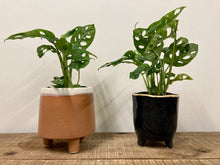 Load image into Gallery viewer, Monstera Adansonii - Monkey Mask, 12cm Pot