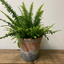 Load image into Gallery viewer, Nephrolepis Green Moment - Boston Fern, 17cm Pot