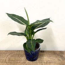 Load image into Gallery viewer, Dieffenbachia Green Magic, 12cm Pot