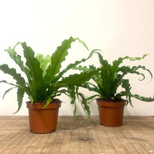 Load image into Gallery viewer, Asplenium Osaka - Bird’s Nest Fern, 12cm Pot