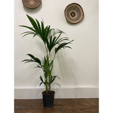Load image into Gallery viewer, Howea Forsteriana - Kentia Palm, 19cm Pot