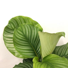 Load image into Gallery viewer, Calathea Orbifolia, 19cm pot